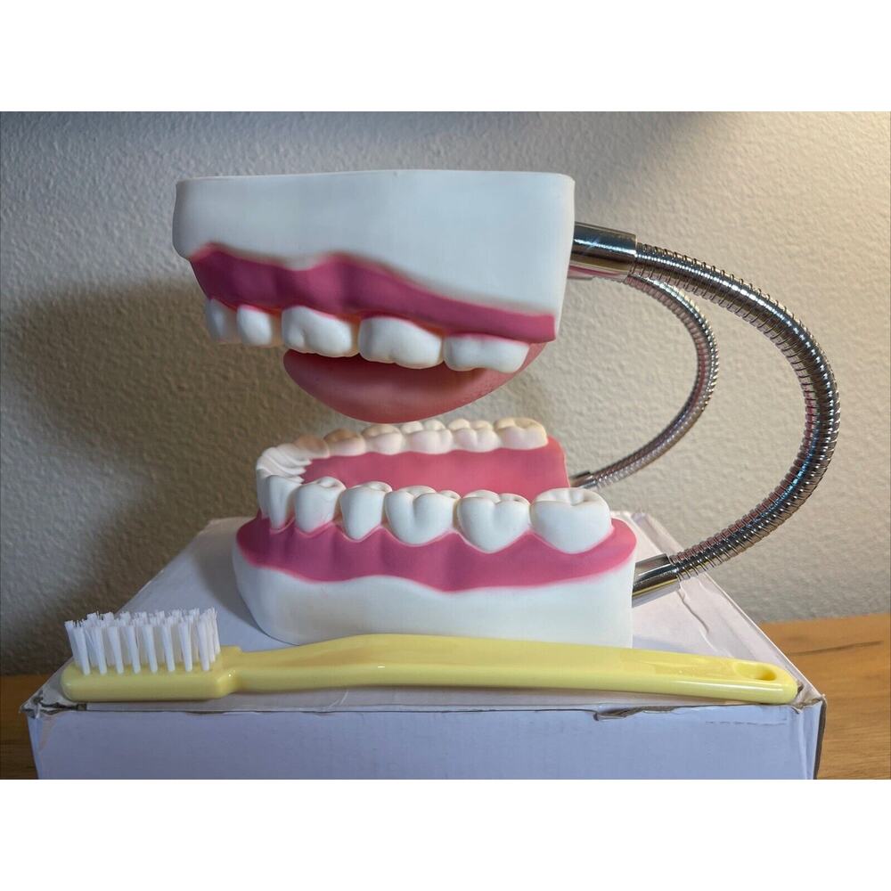 Ronten Giant Mouth Teeth Brushing Demonstration Model Toothbrush